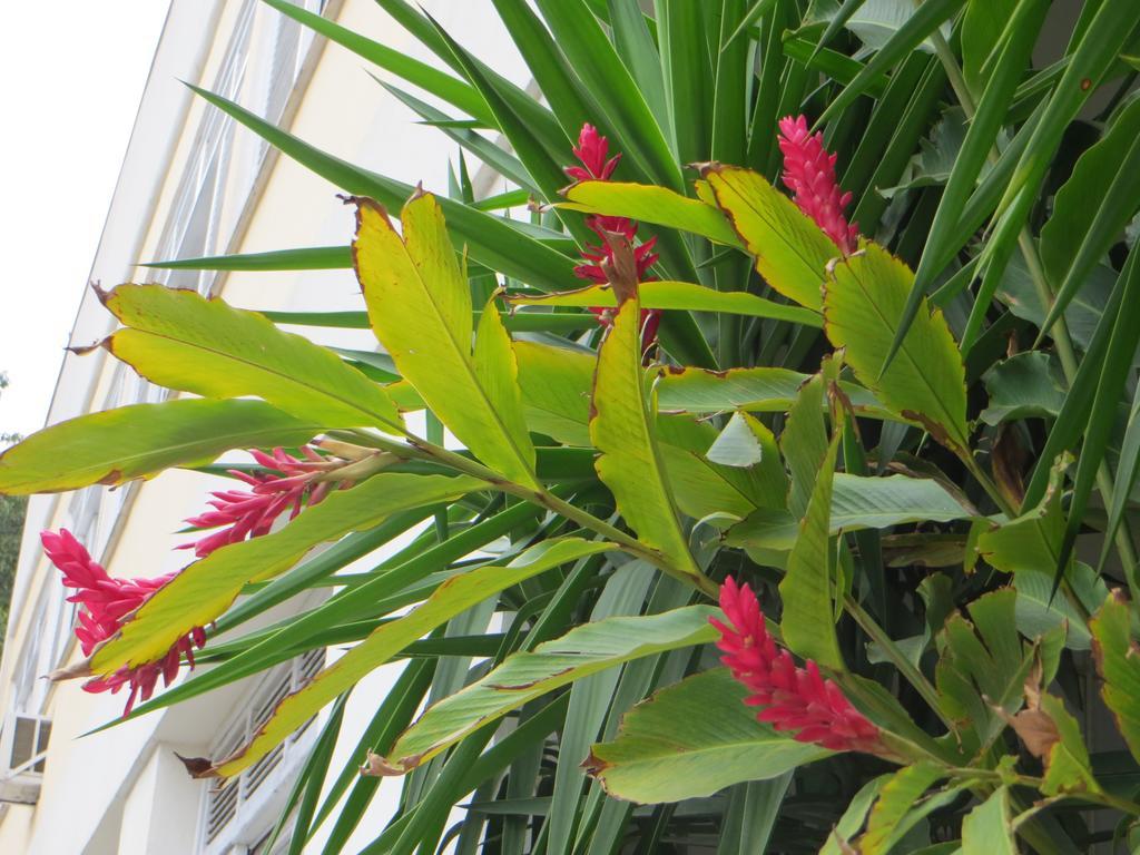 Nature Paradise Boutique Hotel - Rio de Janeiro — Photos 3